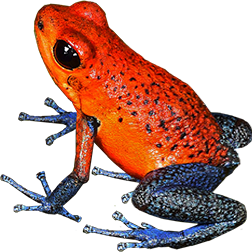 Blue Jeans Dart Frogs